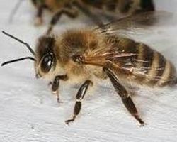 abeille